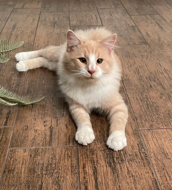 Enlarge Jax "Cute As A Button", a Adopted Domestic Medium Hair in Houston, TX image 2/5