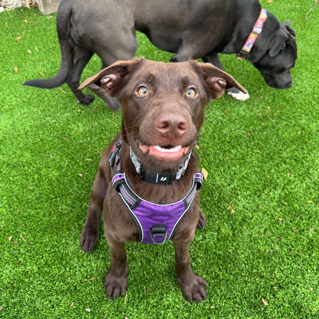 Enlarge Fern, a Adoptable Chocolate Labrador Retriever in Summerfield, NC image 1/6