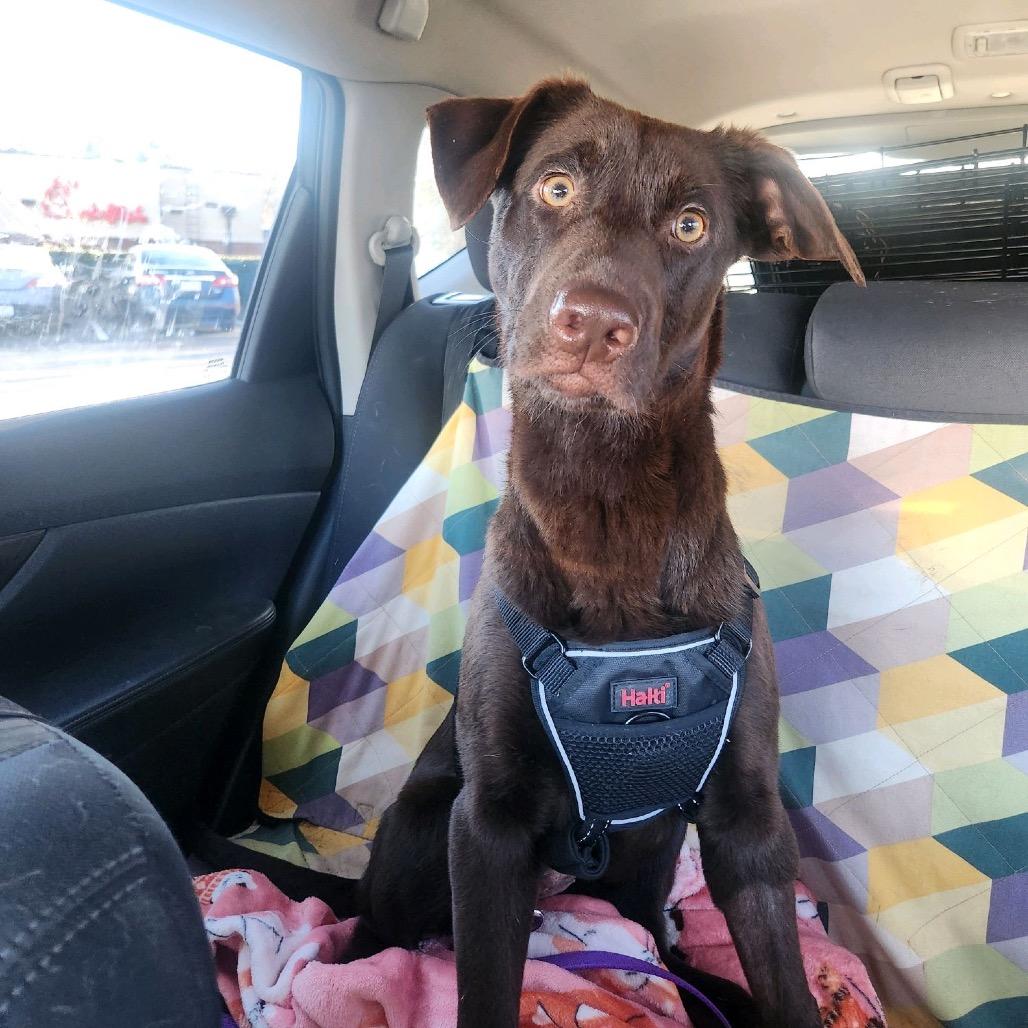 Enlarge Fern, a Adoptable Chocolate Labrador Retriever in Summerfield, NC image 2/6
