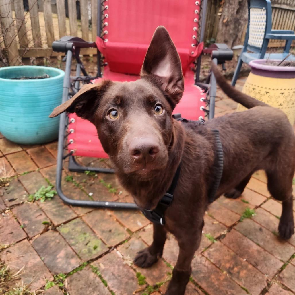 Enlarge Fern, a Adoptable Chocolate Labrador Retriever in Summerfield, NC image 3/6