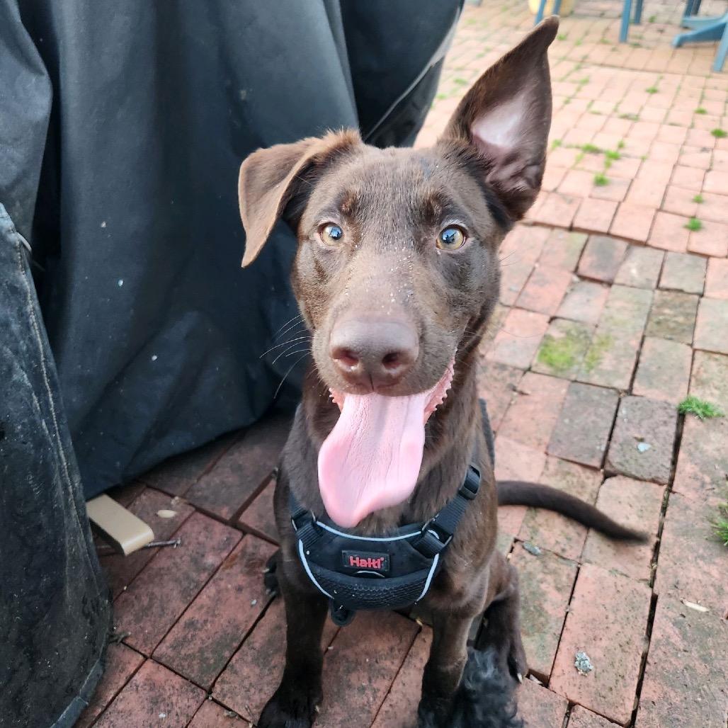 Enlarge Fern, a Adoptable Chocolate Labrador Retriever in Summerfield, NC image 4/6