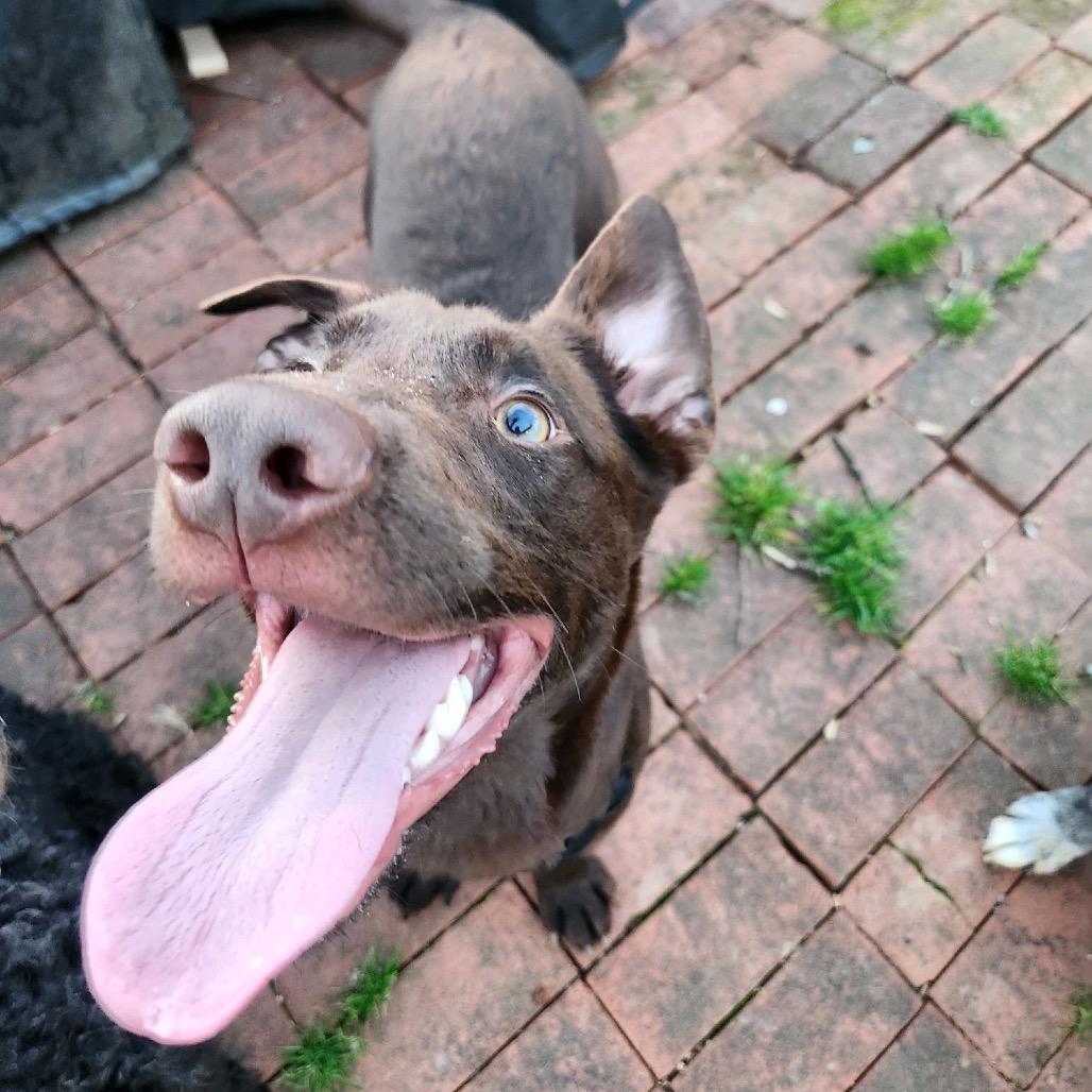 Enlarge Fern, a Adoptable Chocolate Labrador Retriever in Summerfield, NC image 5/6
