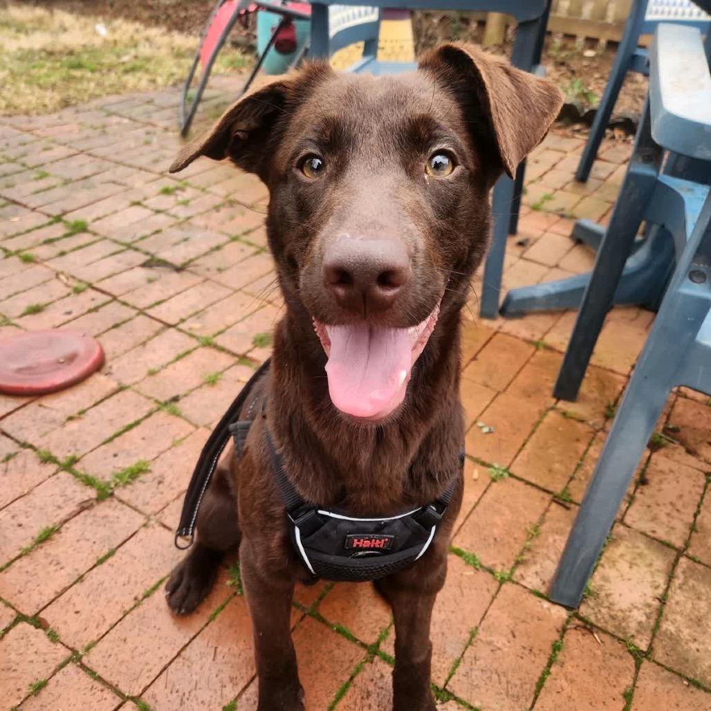 Enlarge Fern, a Adoptable Chocolate Labrador Retriever in Summerfield, NC image 6/6