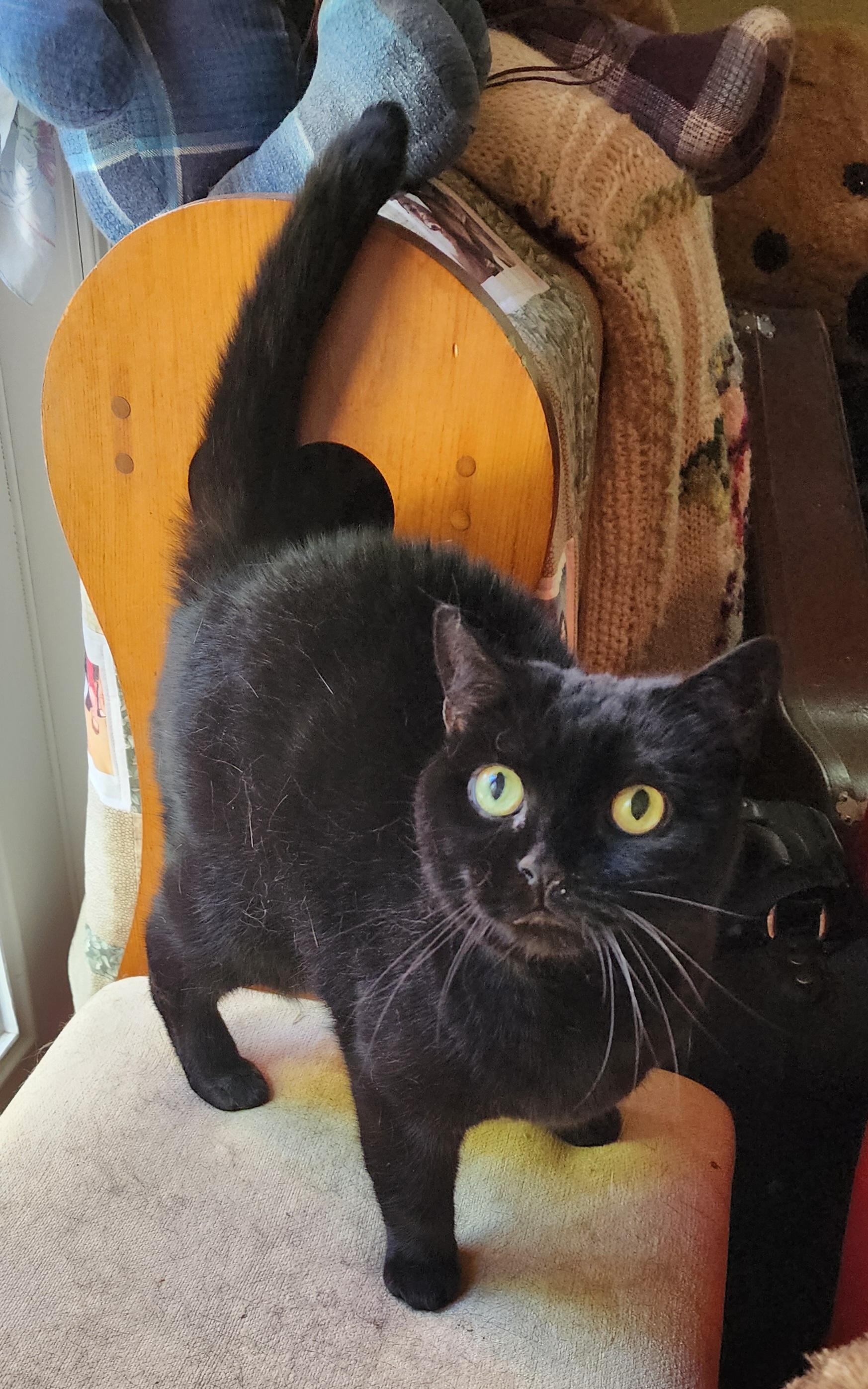 Millie, Adoptable, Adult Female Bombay.