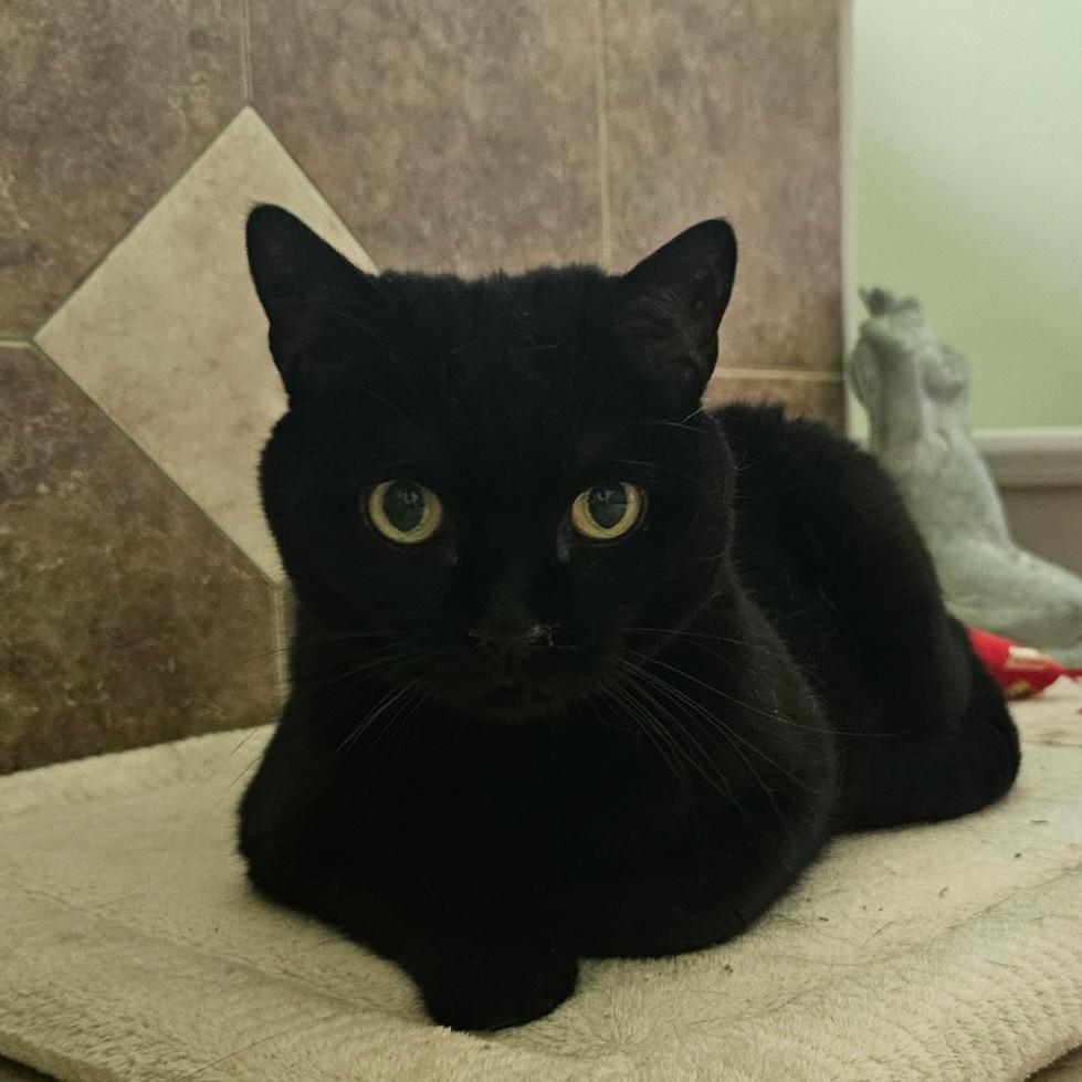 Millie, a Adoptable Bombay in Maryville, TN image 2/4