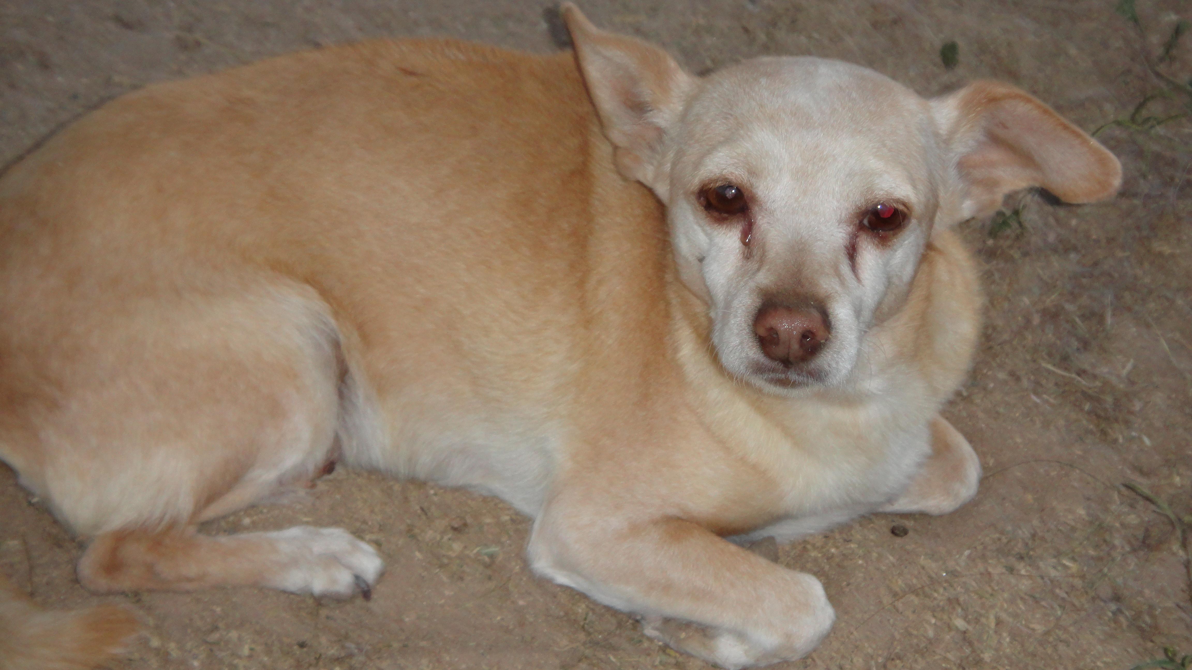 In loving memory of our sweet Penny