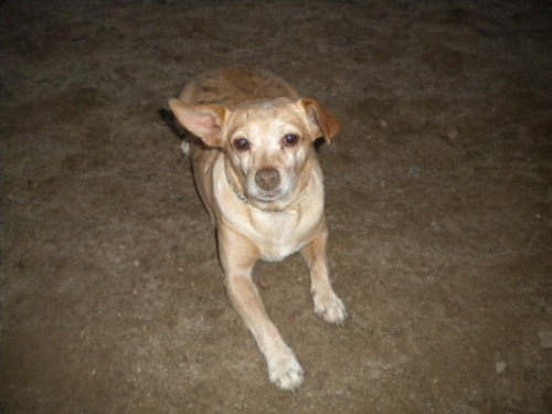 In loving memory of our sweet Penny