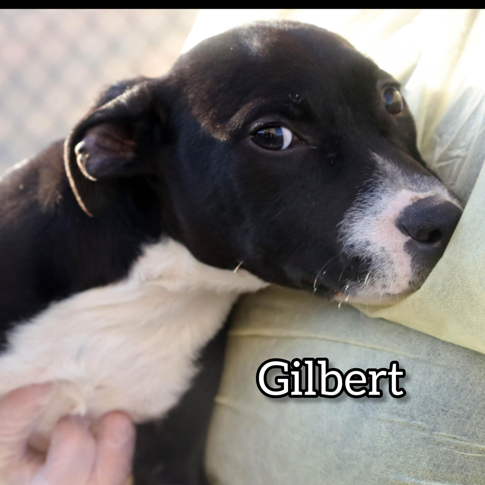 Gilbert, ADOPTABLE, Puppy Male Pit Bull Terrier.