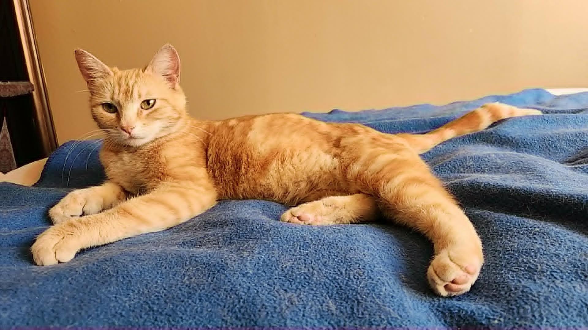 Enlarge Sunshine, a Adoptable mixed breed in san francisco, CA image 4/6