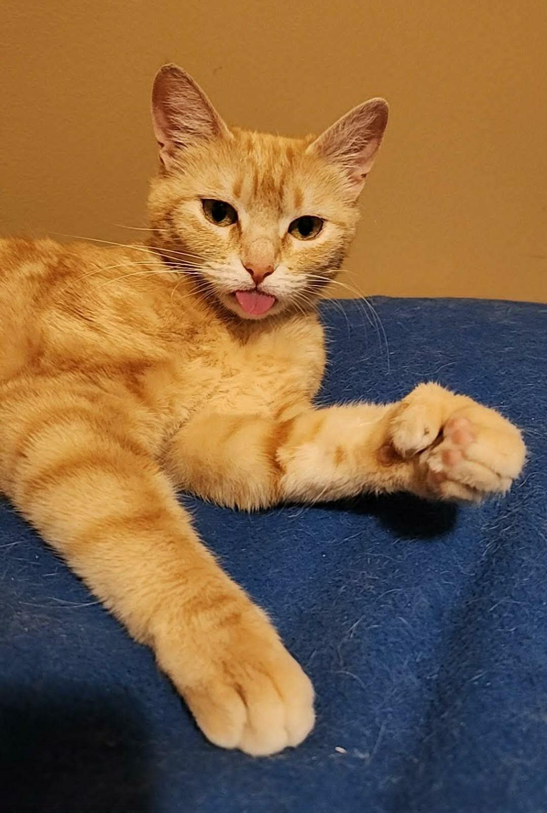 Sunshine, Adoptable, Kitten Female American Shorthair & Domestic Short Hair.