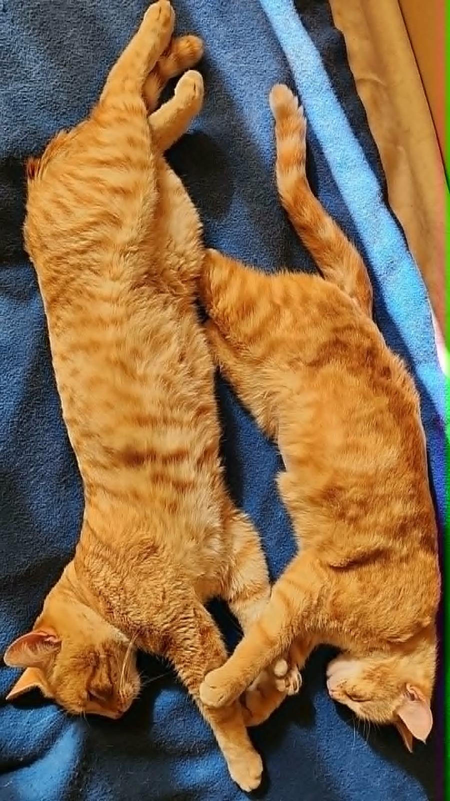 Enlarge Sunshine, a Adoptable mixed breed in san francisco, CA image 5/6