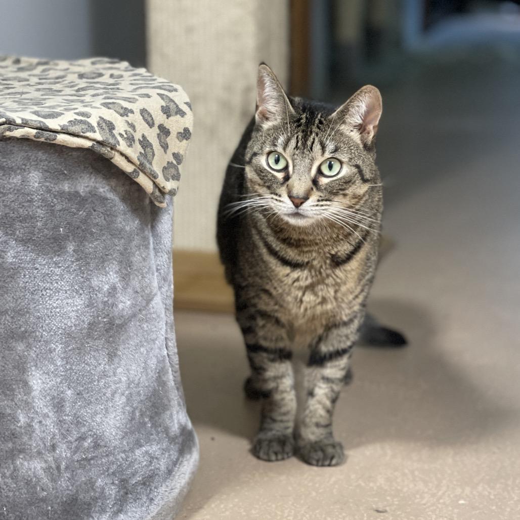 Enlarge Lucy, a Adoptable Domestic Short Hair in Walden, NY image 1/3