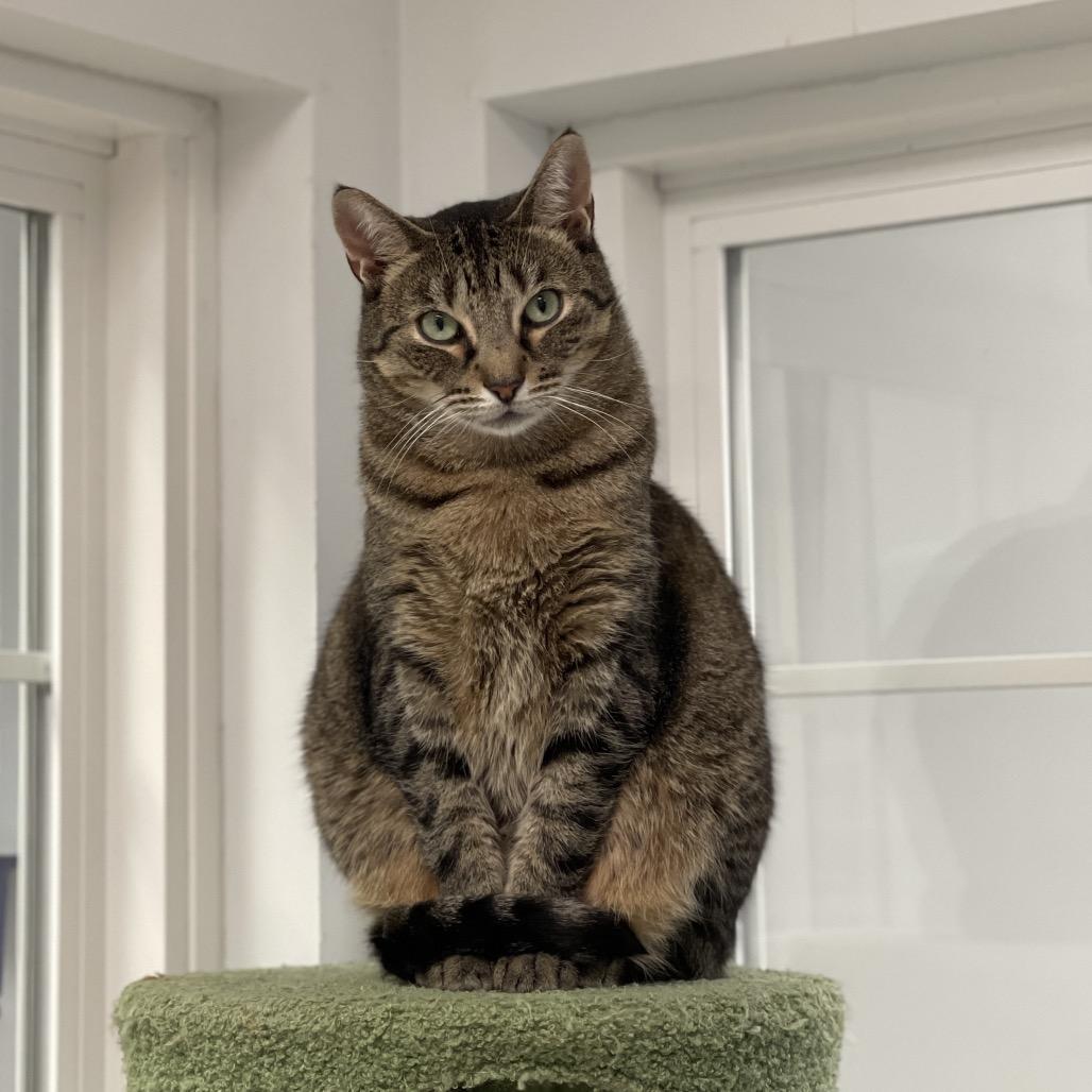 Enlarge Lucy, a Adoptable Domestic Short Hair in Walden, NY image 2/3