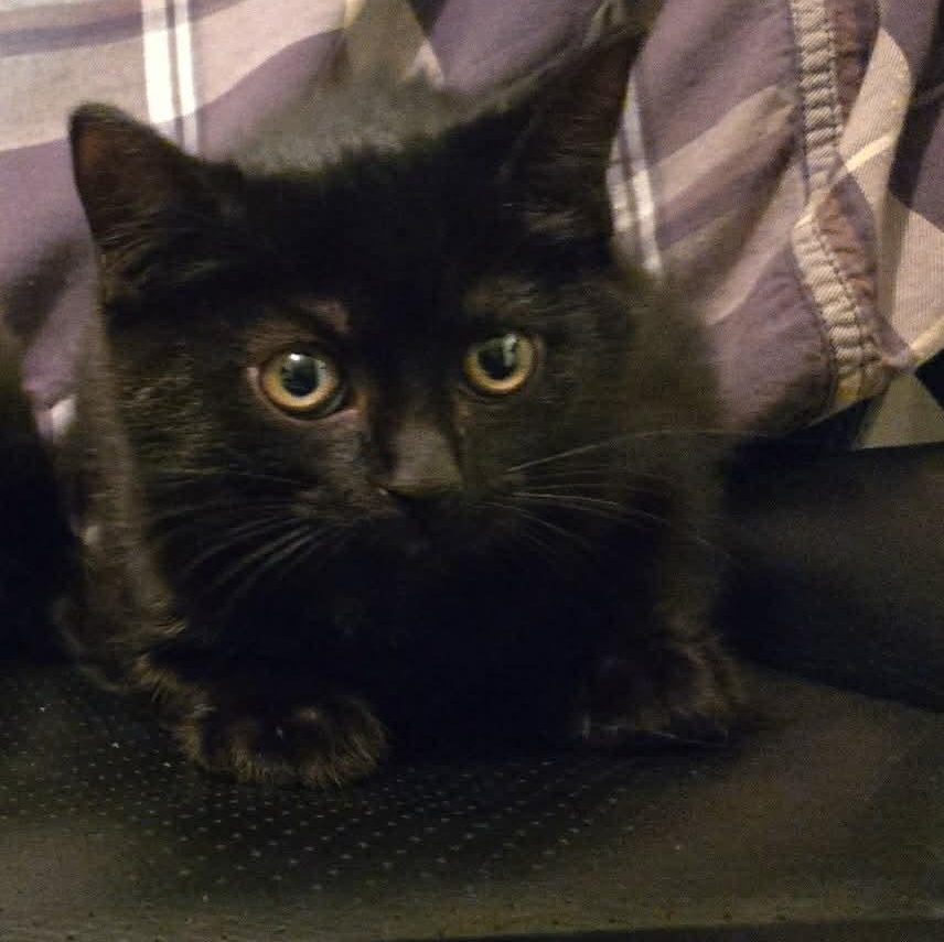 Enlarge Oakely, a ADOPTABLE mixed breed in Westland, MI image 1/2