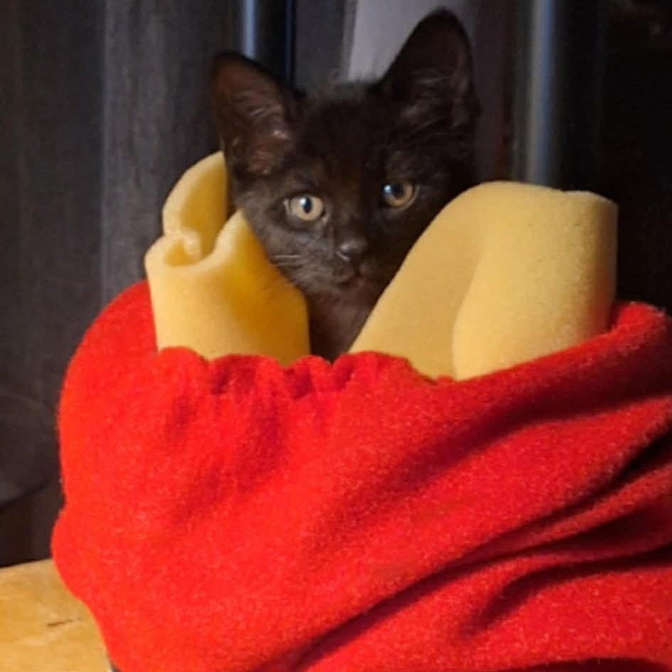 Enlarge Oakely, a ADOPTABLE mixed breed in Westland, MI image 2/2