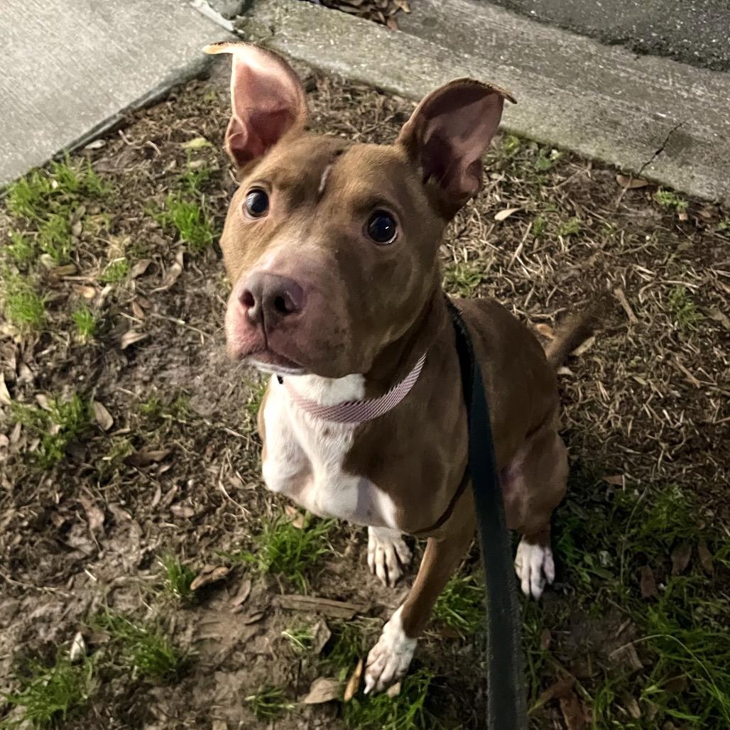 Enlarge Gilbert, a Adoptable Mixed Breed in Jacksonville, FL image 1/6