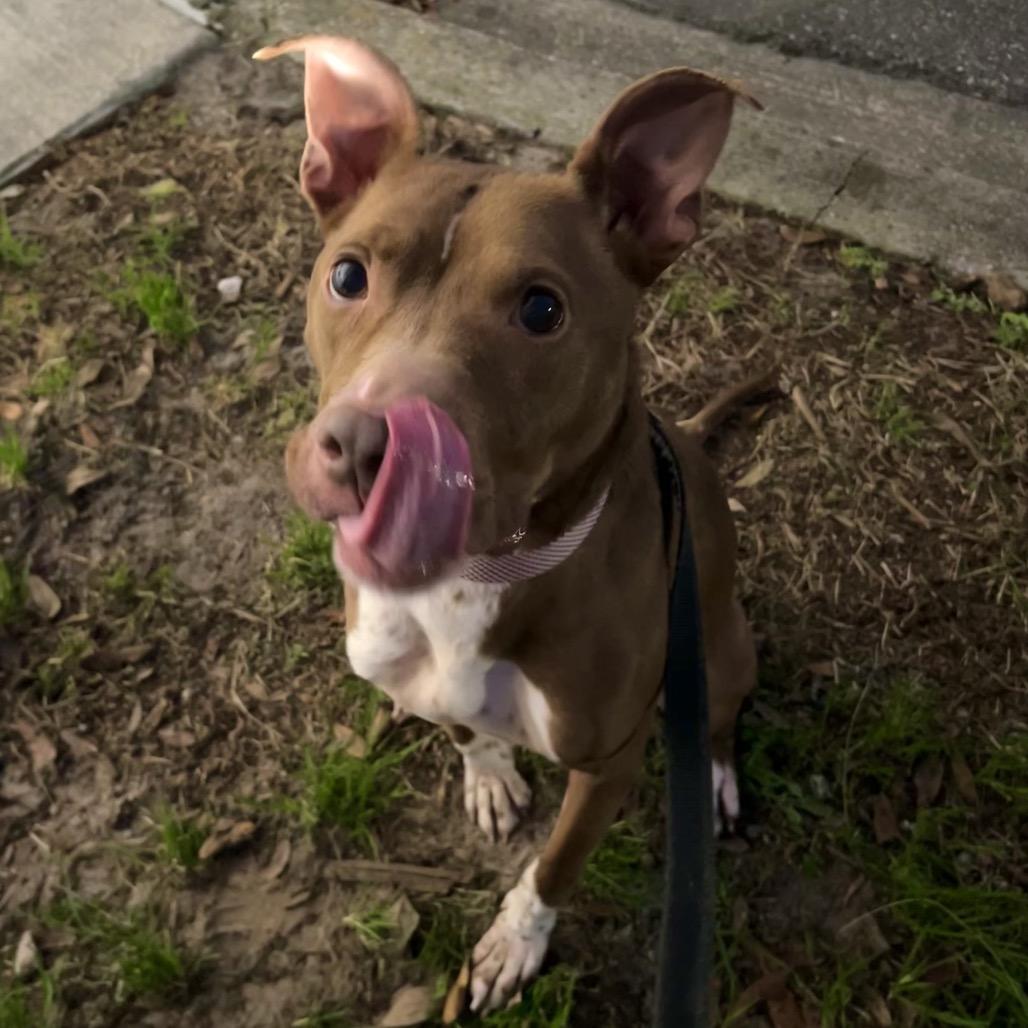 Enlarge Gilbert, a Adoptable Mixed Breed in Jacksonville, FL image 2/6