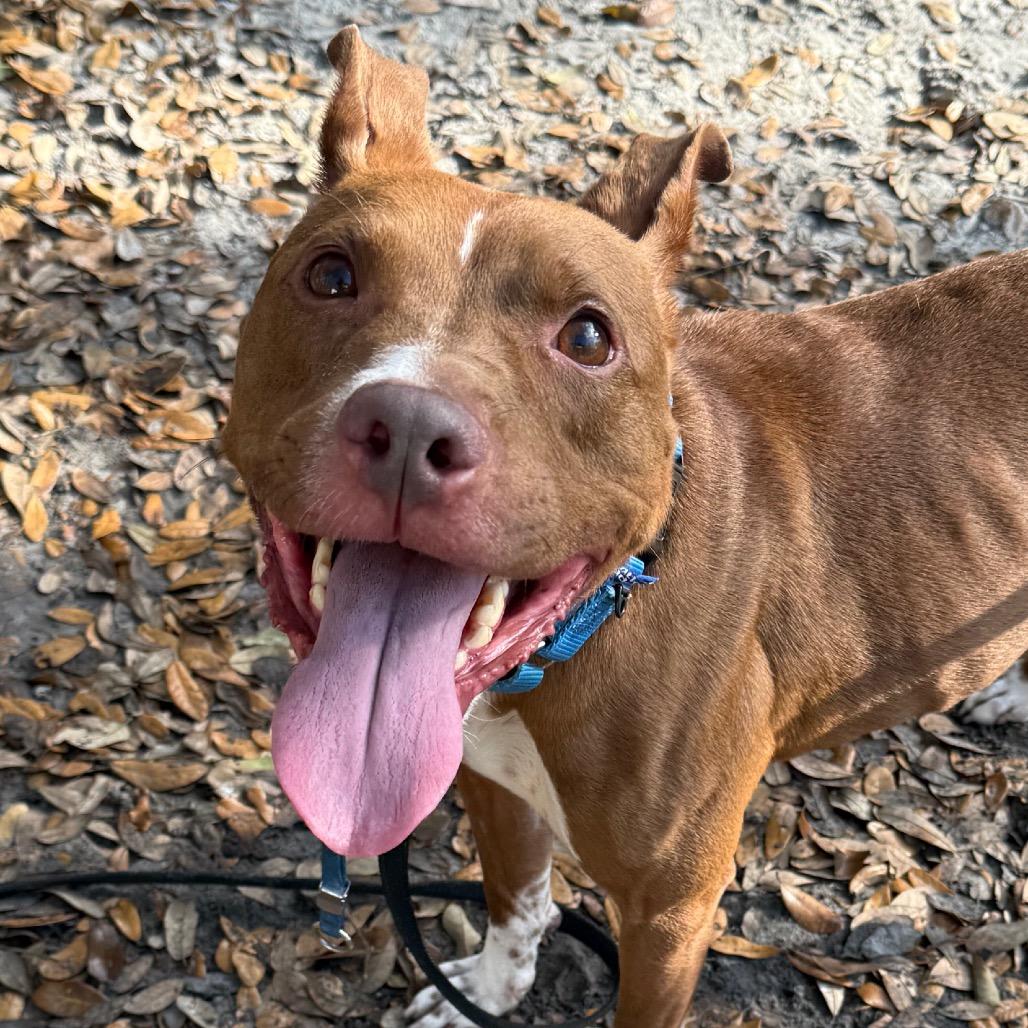 Enlarge Gilbert, a Adoptable Mixed Breed in Jacksonville, FL image 3/6
