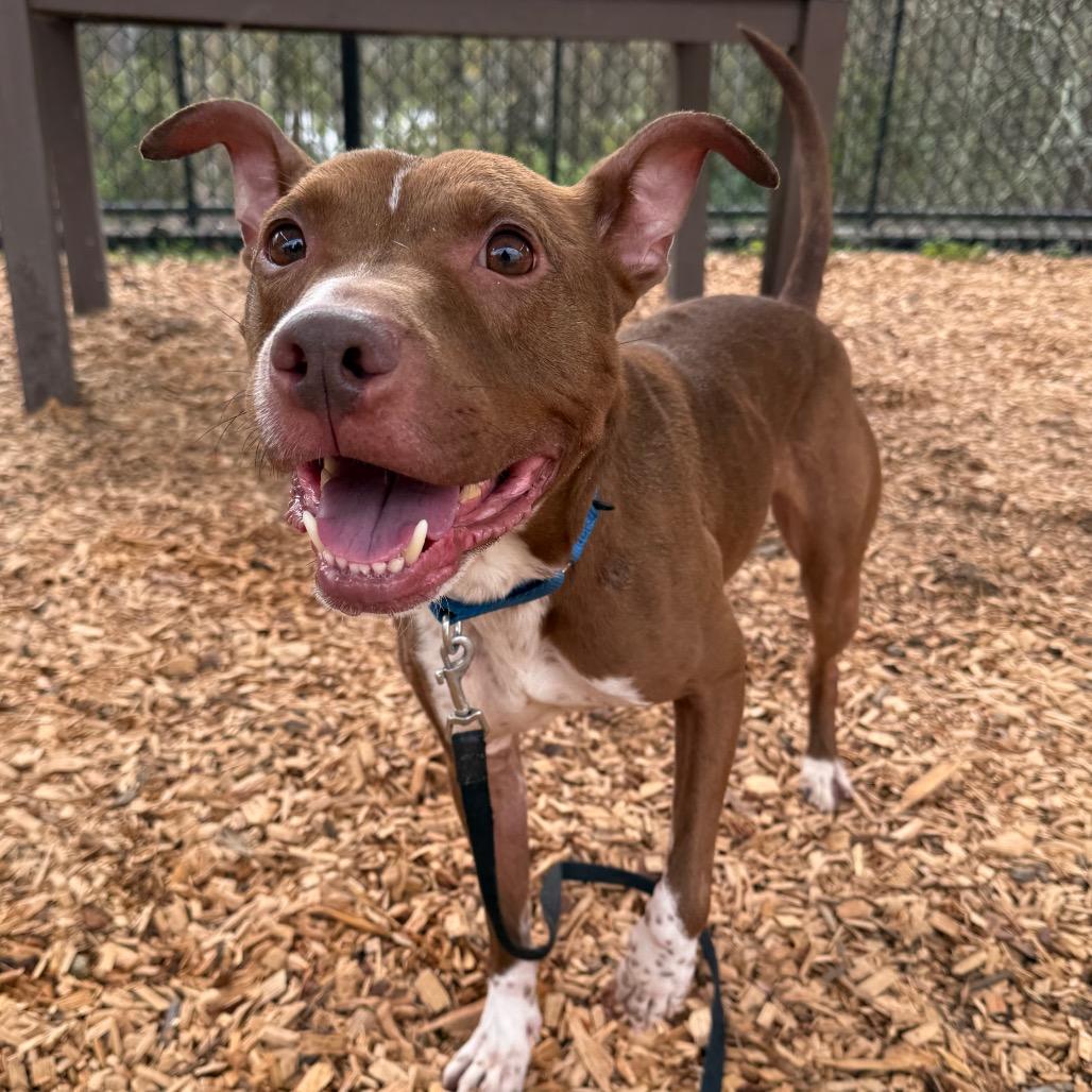 Enlarge Gilbert, a Adoptable Mixed Breed in Jacksonville, FL image 4/6