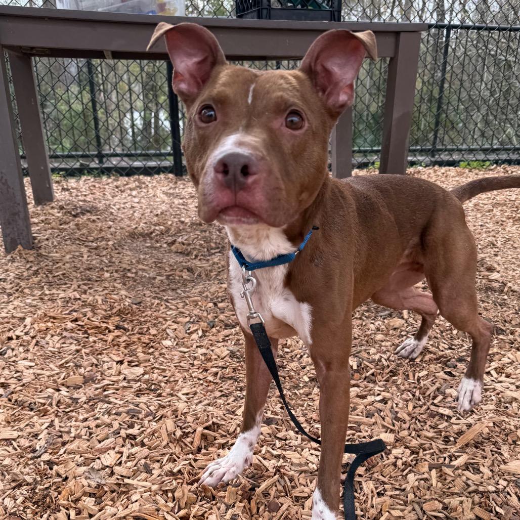 Enlarge Gilbert, a Adoptable Mixed Breed in Jacksonville, FL image 5/6