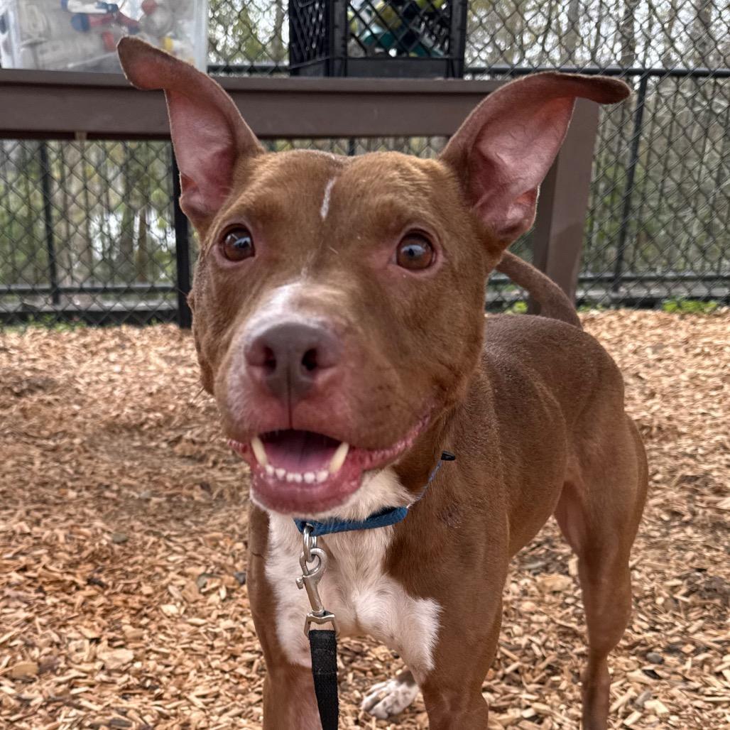 Enlarge Gilbert, a Adoptable Mixed Breed in Jacksonville, FL image 6/6