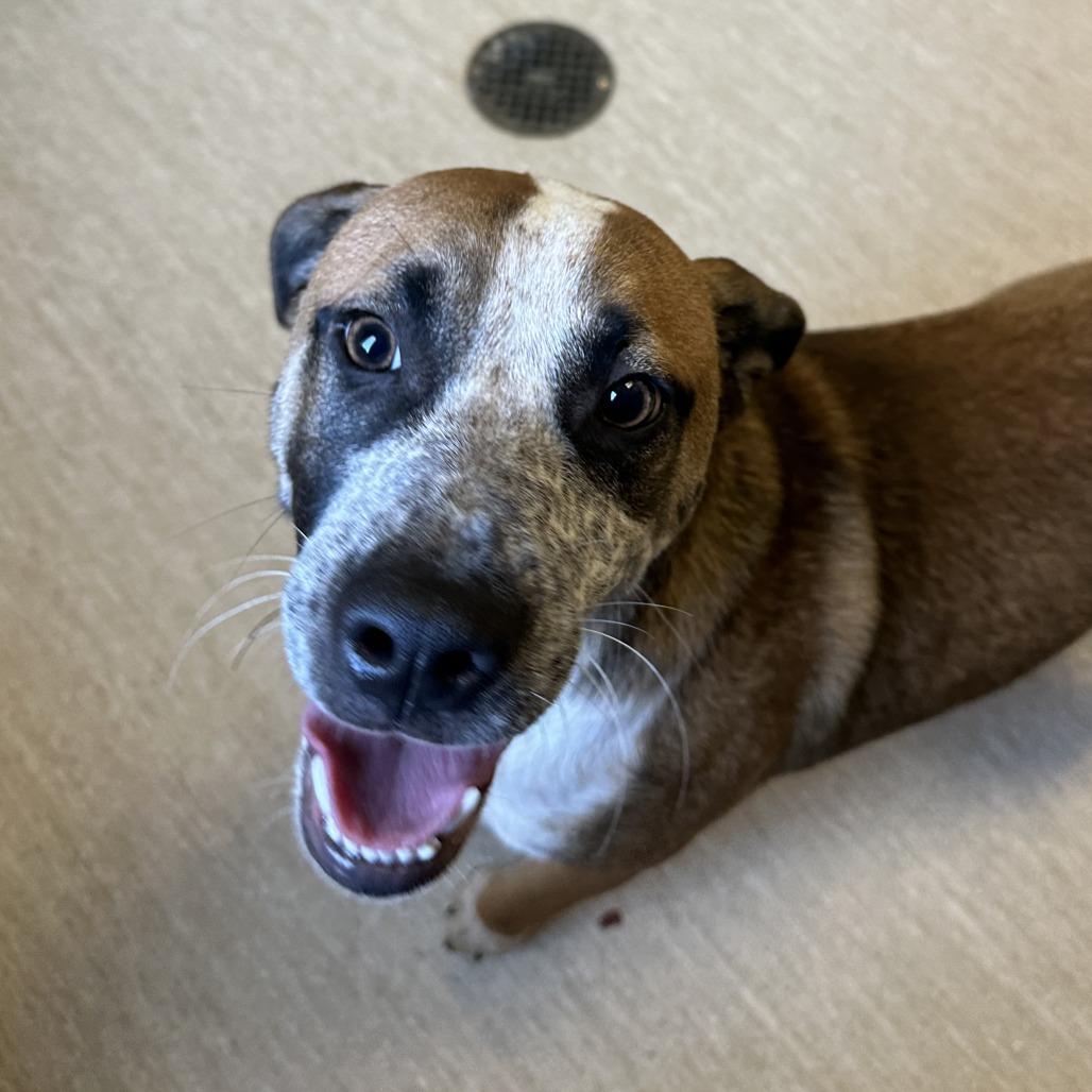 Blue, Adoptable, Young Male Mixed Breed.