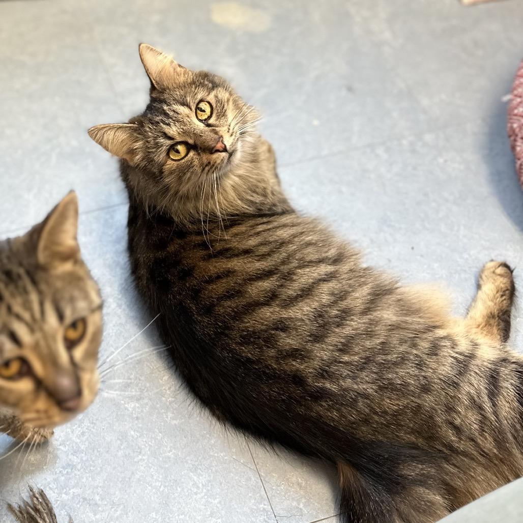 Taz Wjazz thumbnail 2