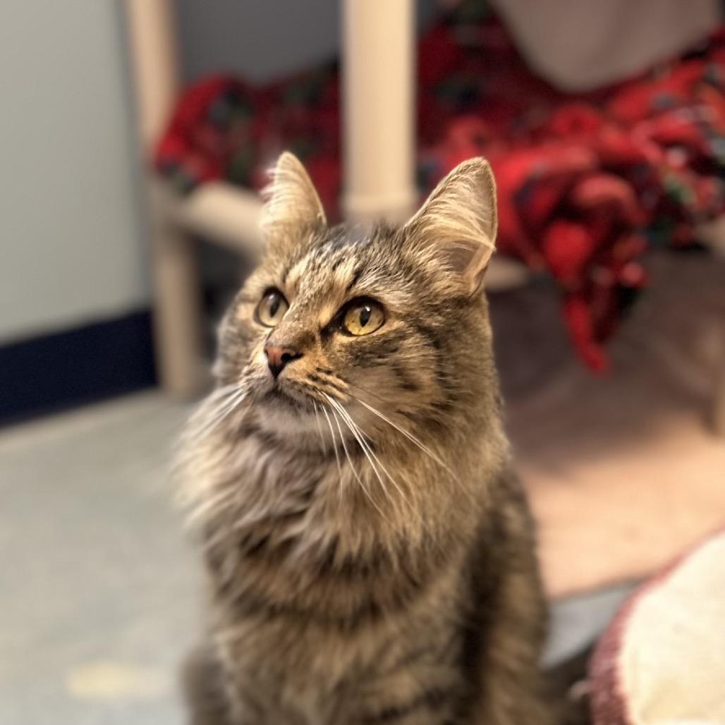 Taz Wjazz thumbnail 3