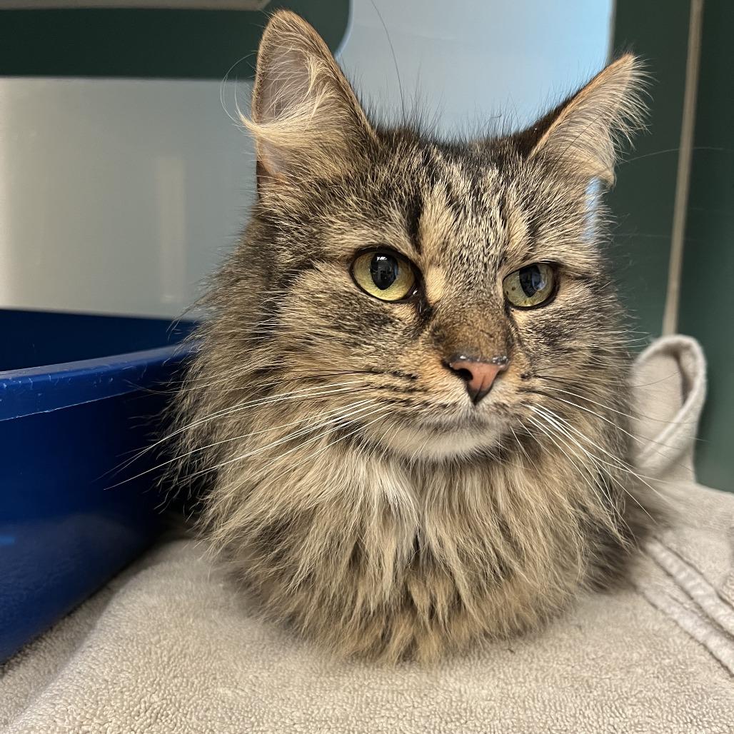 Taz Wjazz thumbnail 4