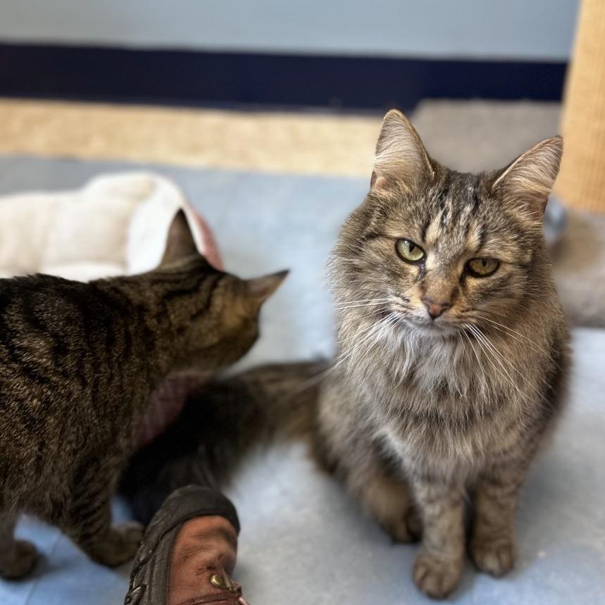 Taz Wjazz thumbnail 5