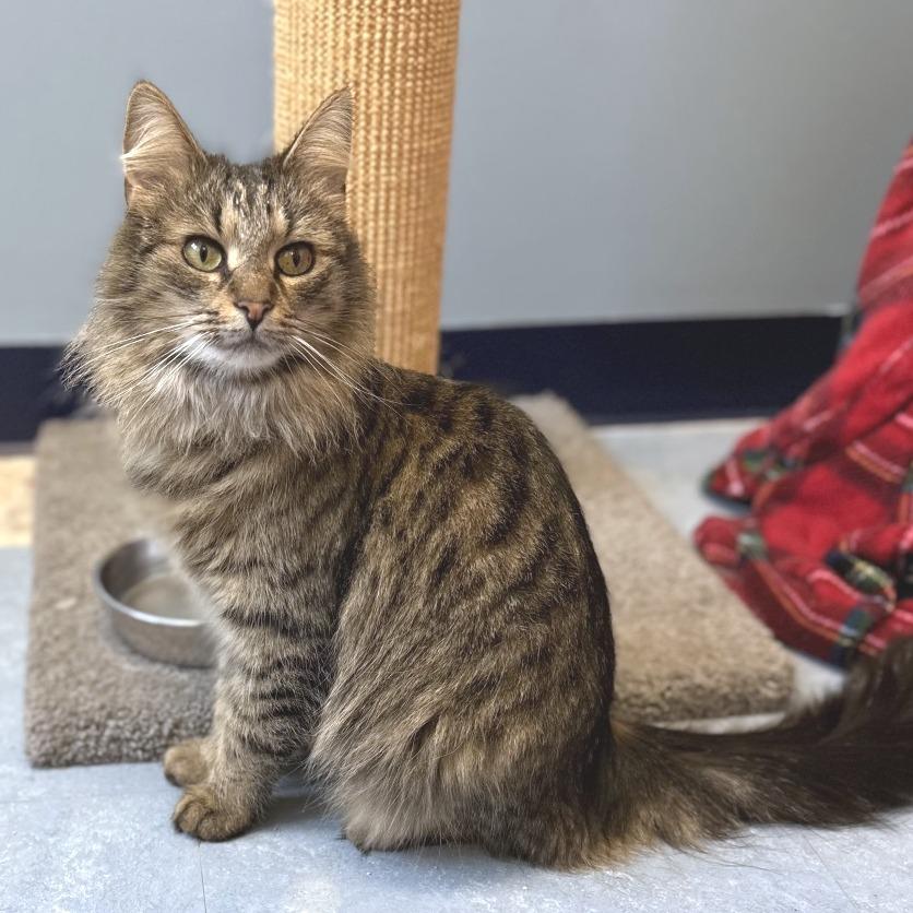 Taz Wjazz thumbnail 6