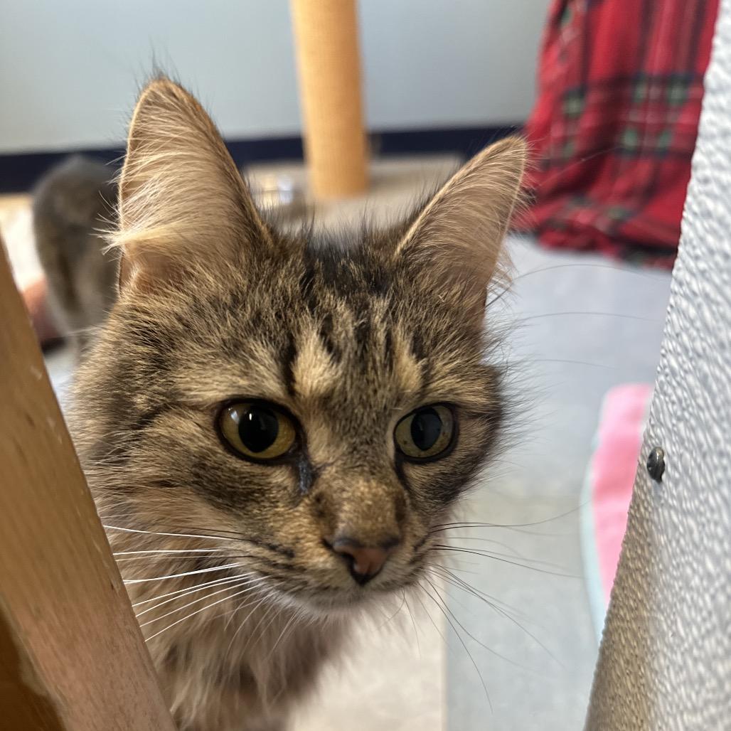 Taz Wjazz thumbnail 7