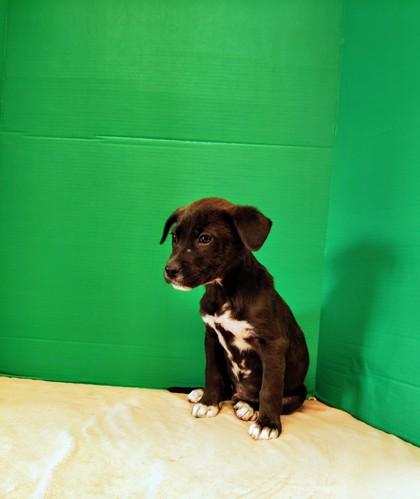 Enlarge Axe, a Adoptable mixed breed in Houston, TX image 1/1