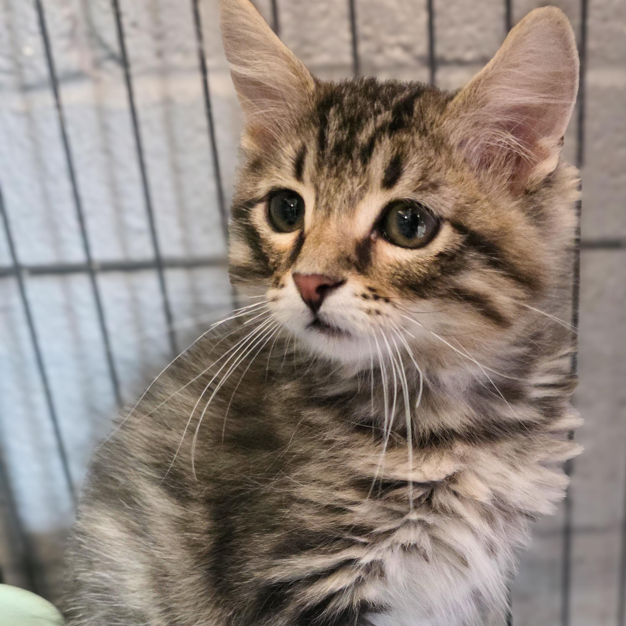 Enlarge Nibblet, a Adopted Domestic Medium Hair in Gainesville, TX image 2/2