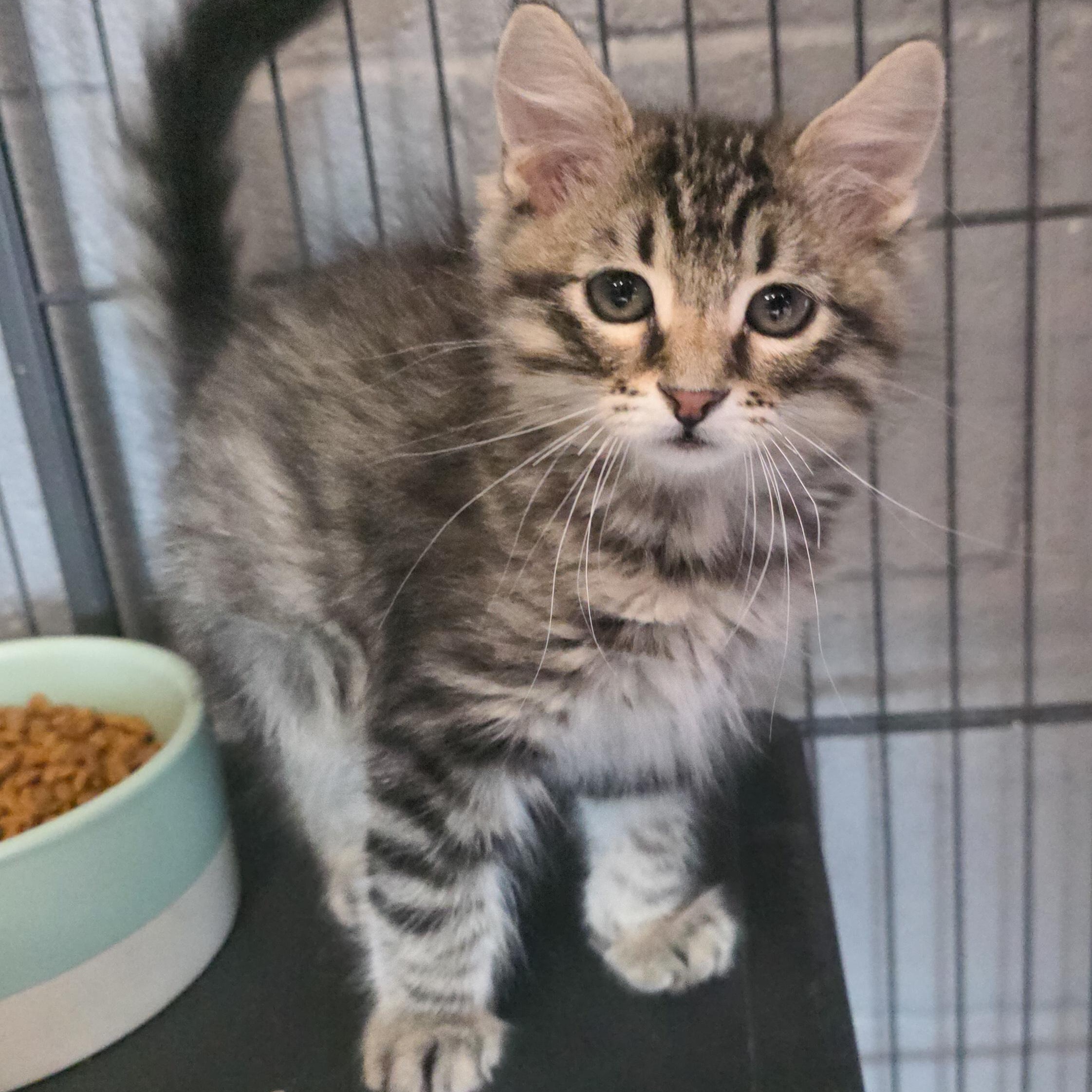 Enlarge Nibblet, a Adopted Domestic Medium Hair in Gainesville, TX image 1/2