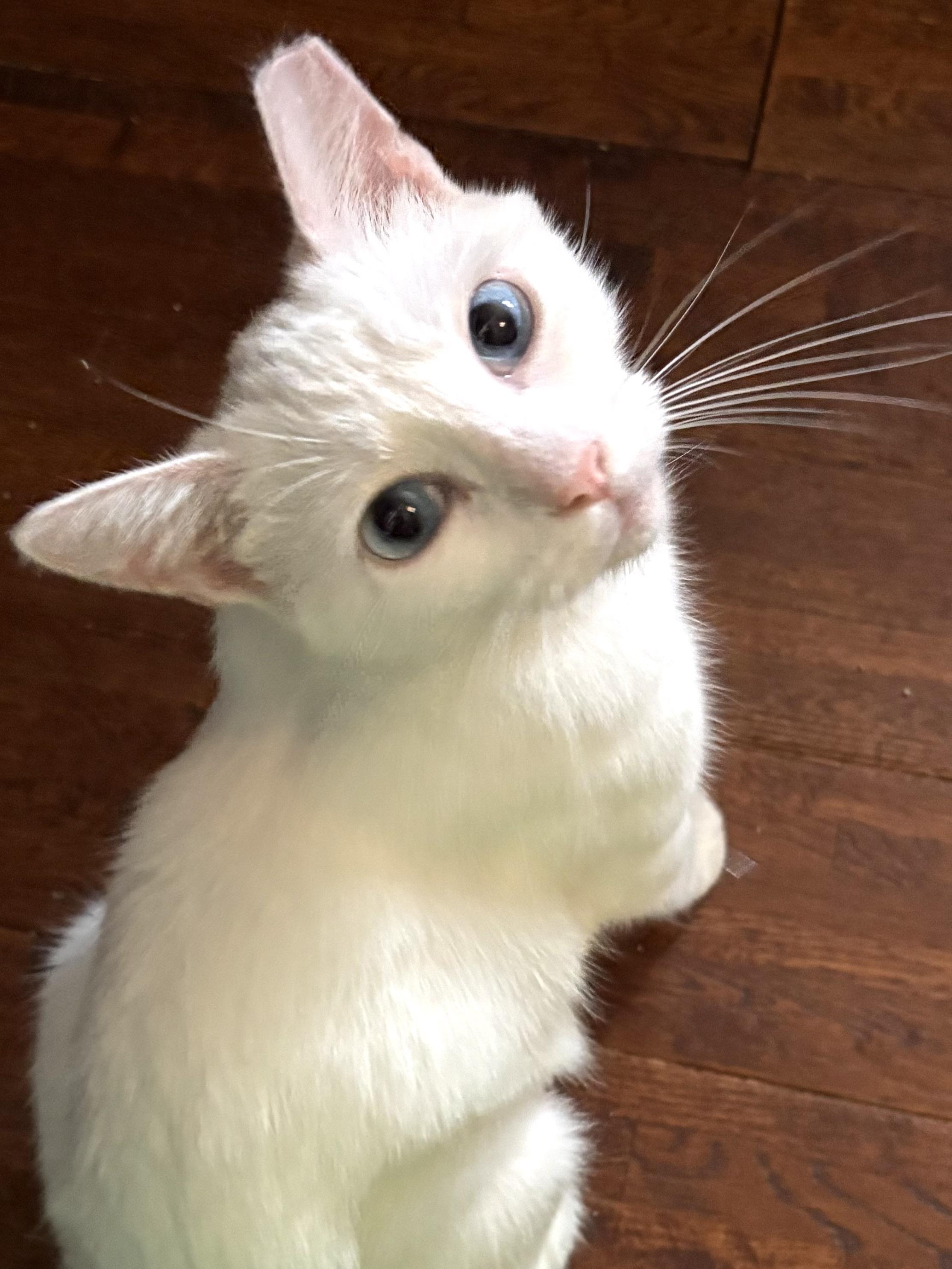 Enlarge Frosty, a Adopted Domestic Short Hair in Belvidere, IL image 1/2
