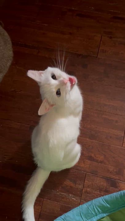 Enlarge Frosty, a Adopted Domestic Short Hair in Belvidere, IL video 2/2