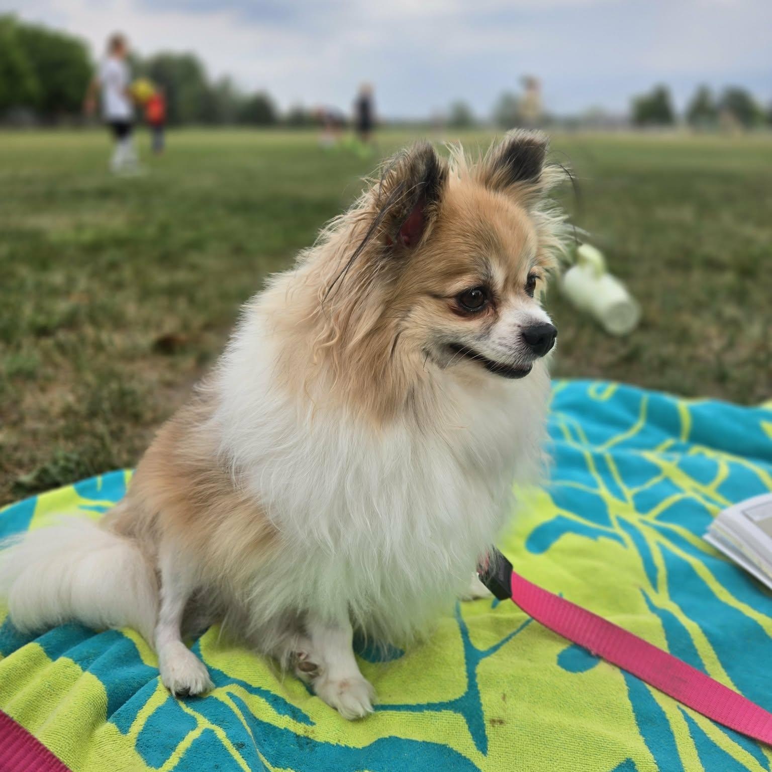 Enlarge Miska, a ADOPTABLE mixed breed in Mead, CO image 4/6