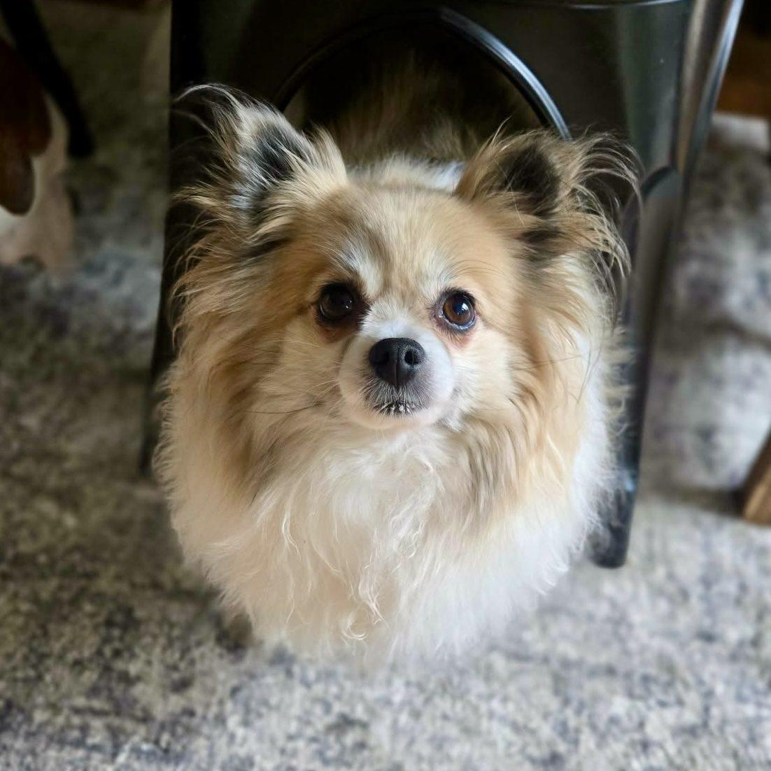 Enlarge Miska, a ADOPTABLE mixed breed in Mead, CO image 2/6