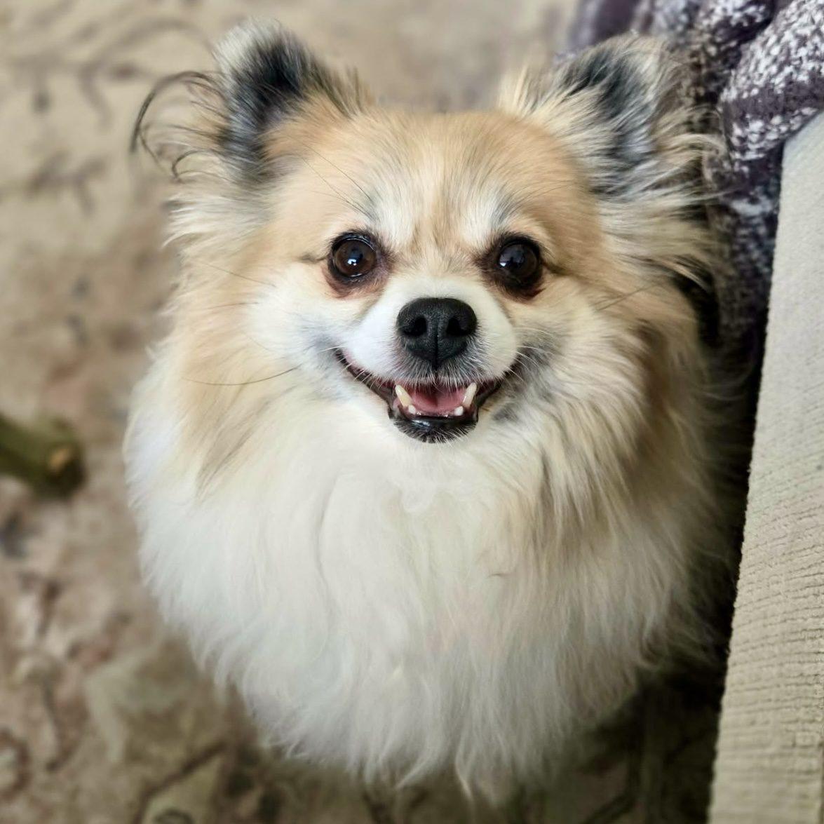 Enlarge Miska, a ADOPTABLE mixed breed in Mead, CO image 1/6