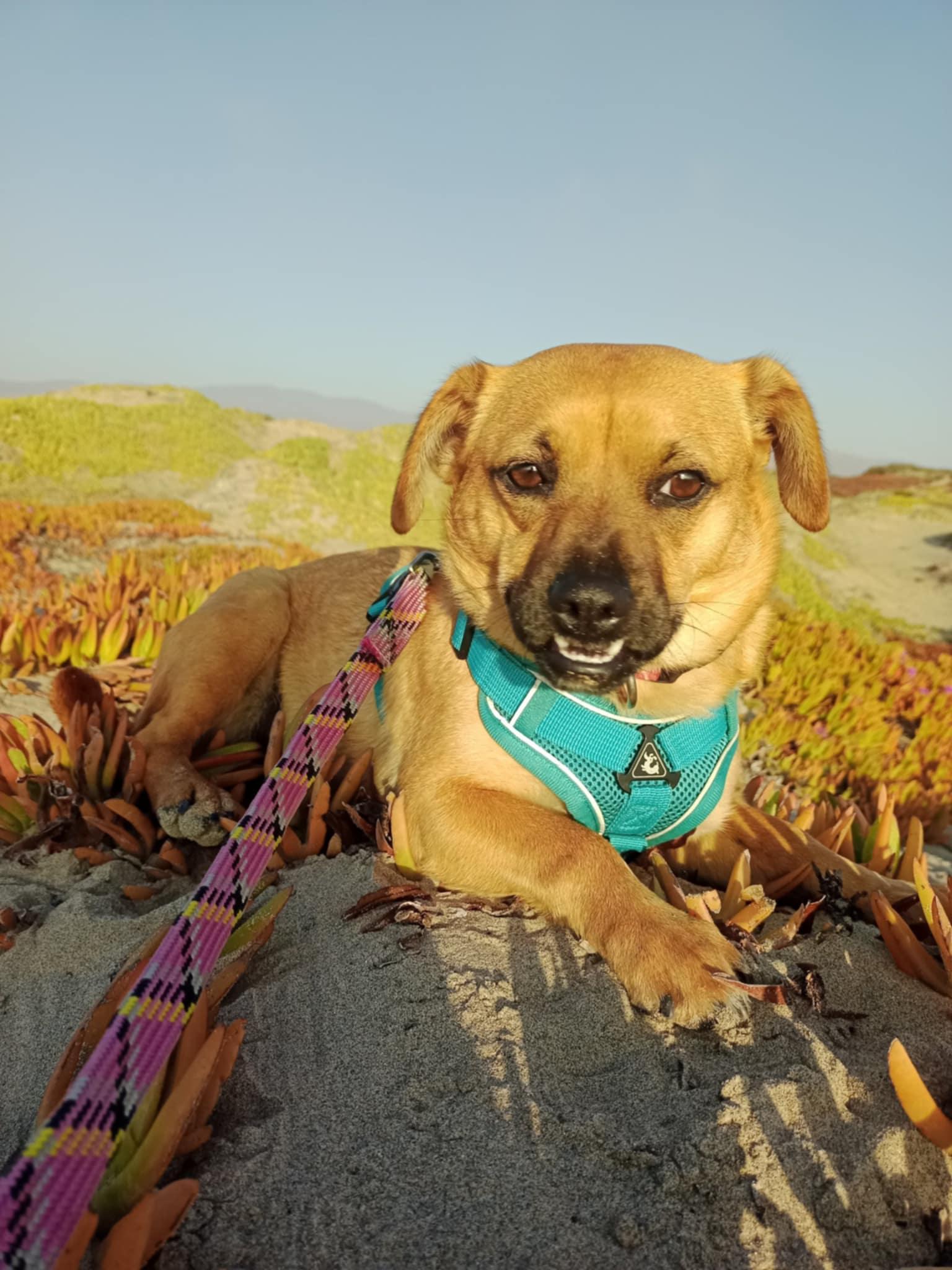Lea, a Adoptable mixed breed in San Diego, CA image 4/6
