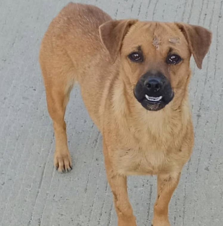 Lea, a Adoptable mixed breed in San Diego, CA image 1/6