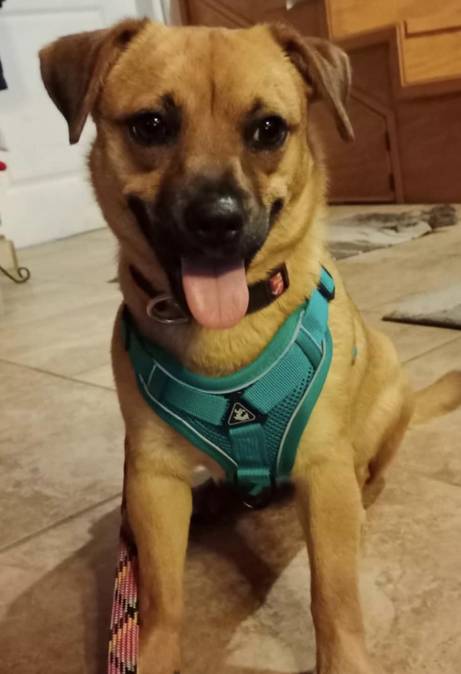 Lea, a Adoptable mixed breed in San Diego, CA image 2/6