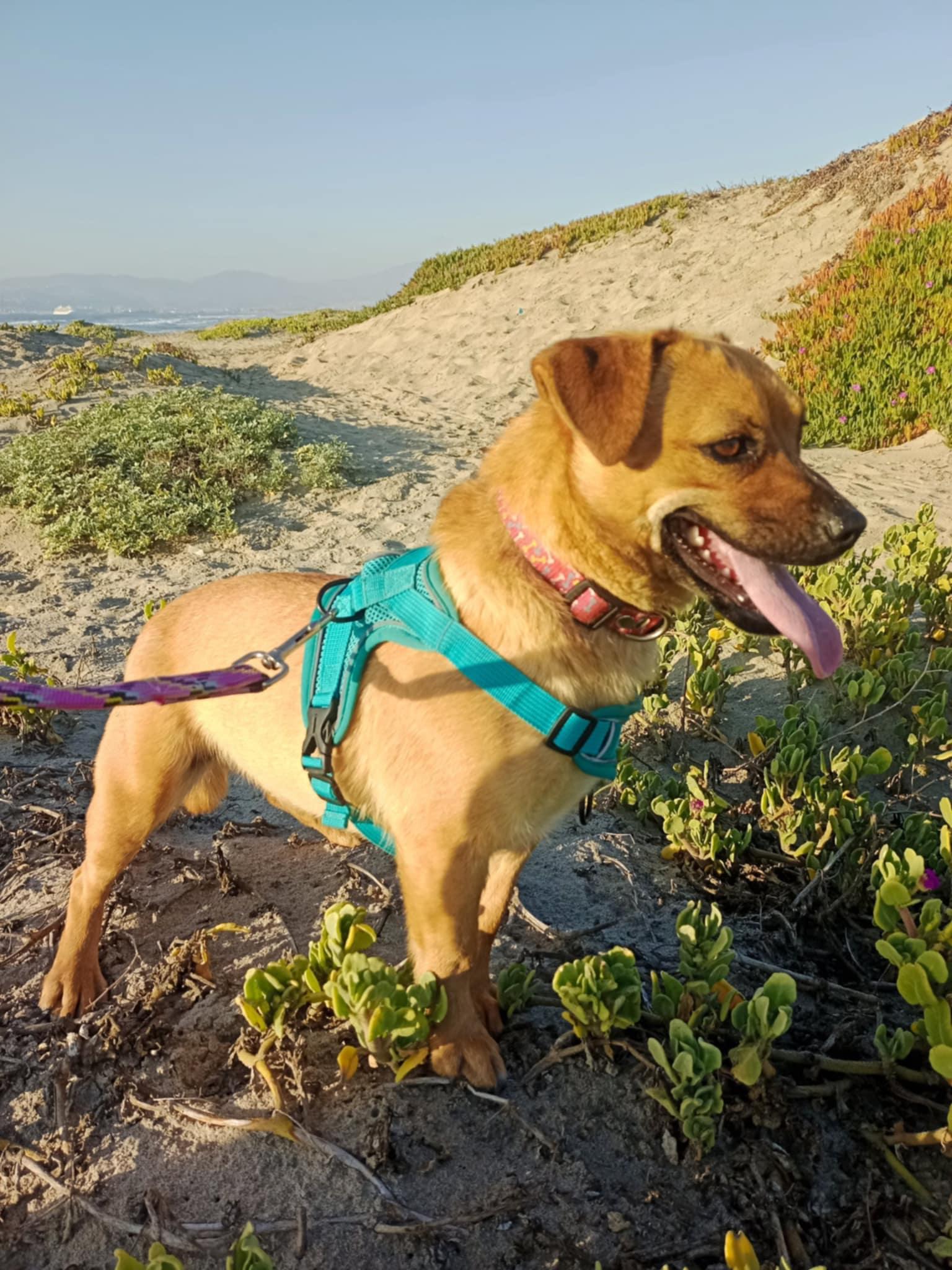 Lea, a Adoptable mixed breed in San Diego, CA image 5/6