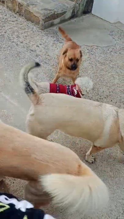 Enlarge Lea, a Adoptable mixed breed in San Diego, CA video 3/6