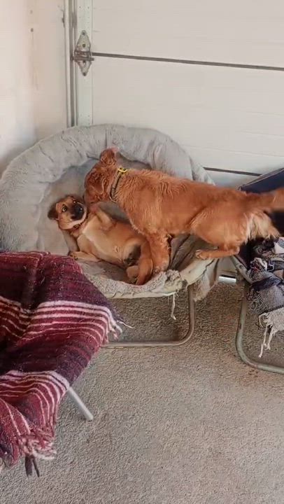 Enlarge Lea, a Adoptable mixed breed in San Diego, CA video 6/6