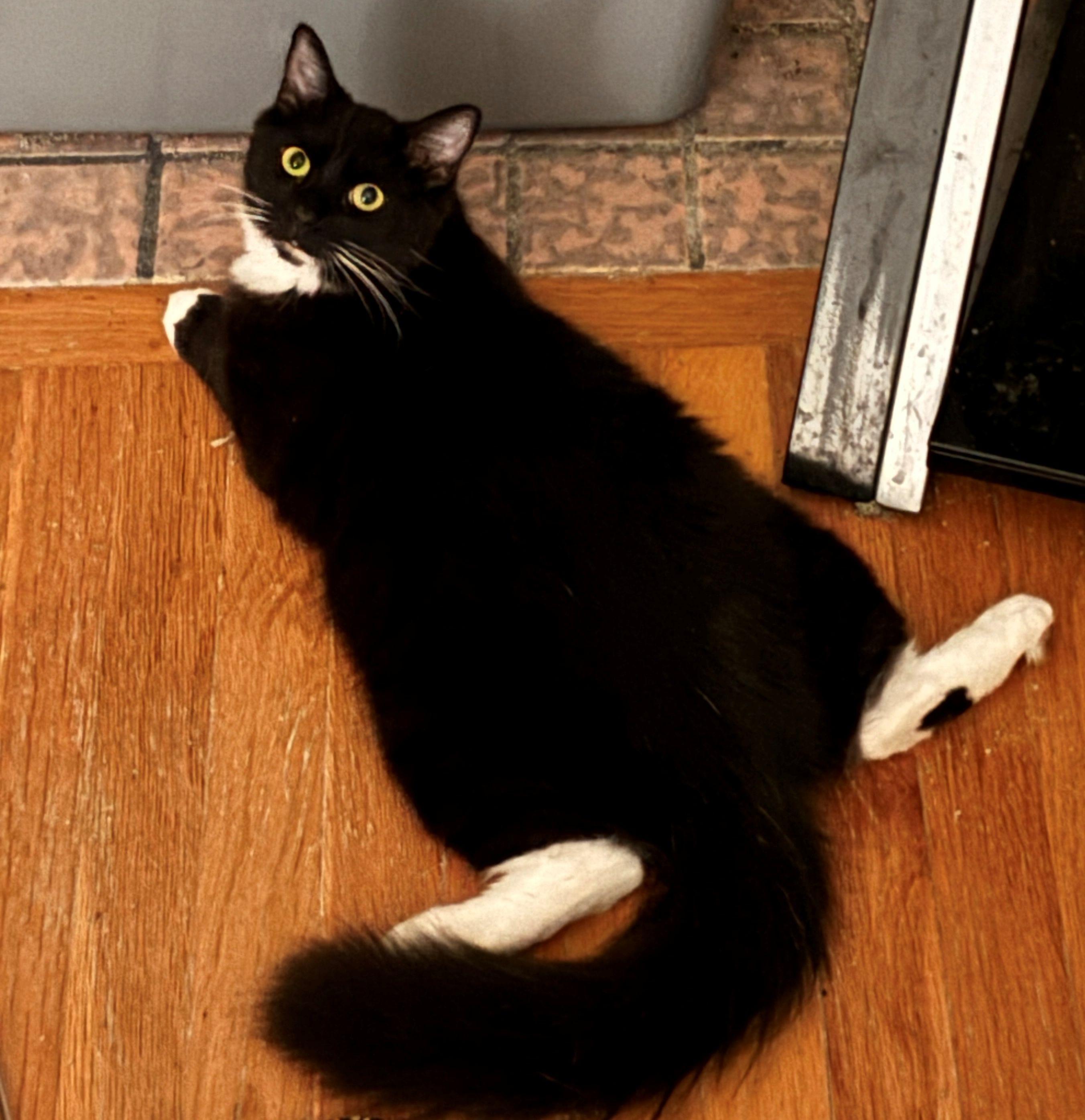 Dot, adopted, Young Male Domestic Medium Hair.