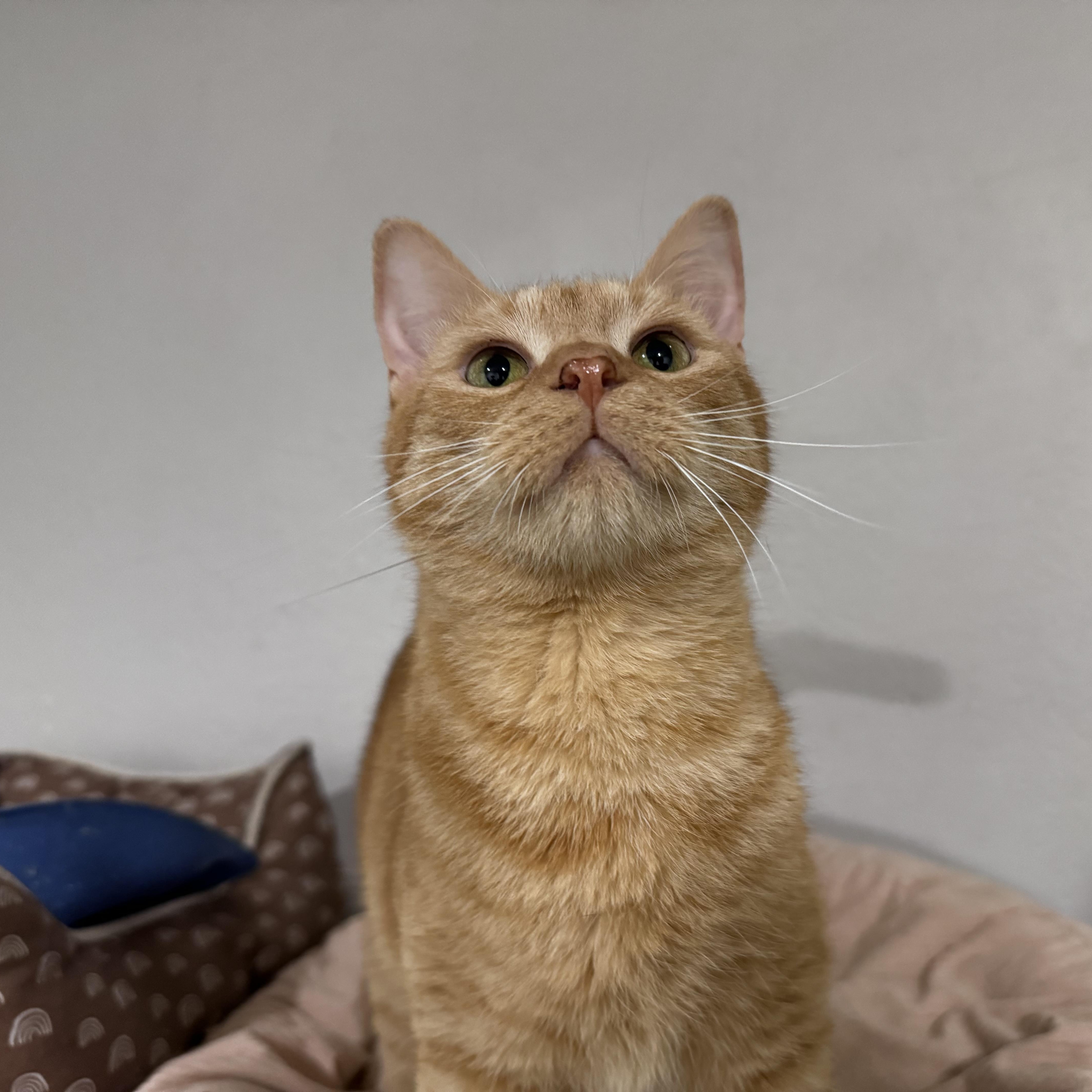 Enlarge Cowboy, a ADOPTABLE mixed breed in Pembroke Pines, FL image 1/3