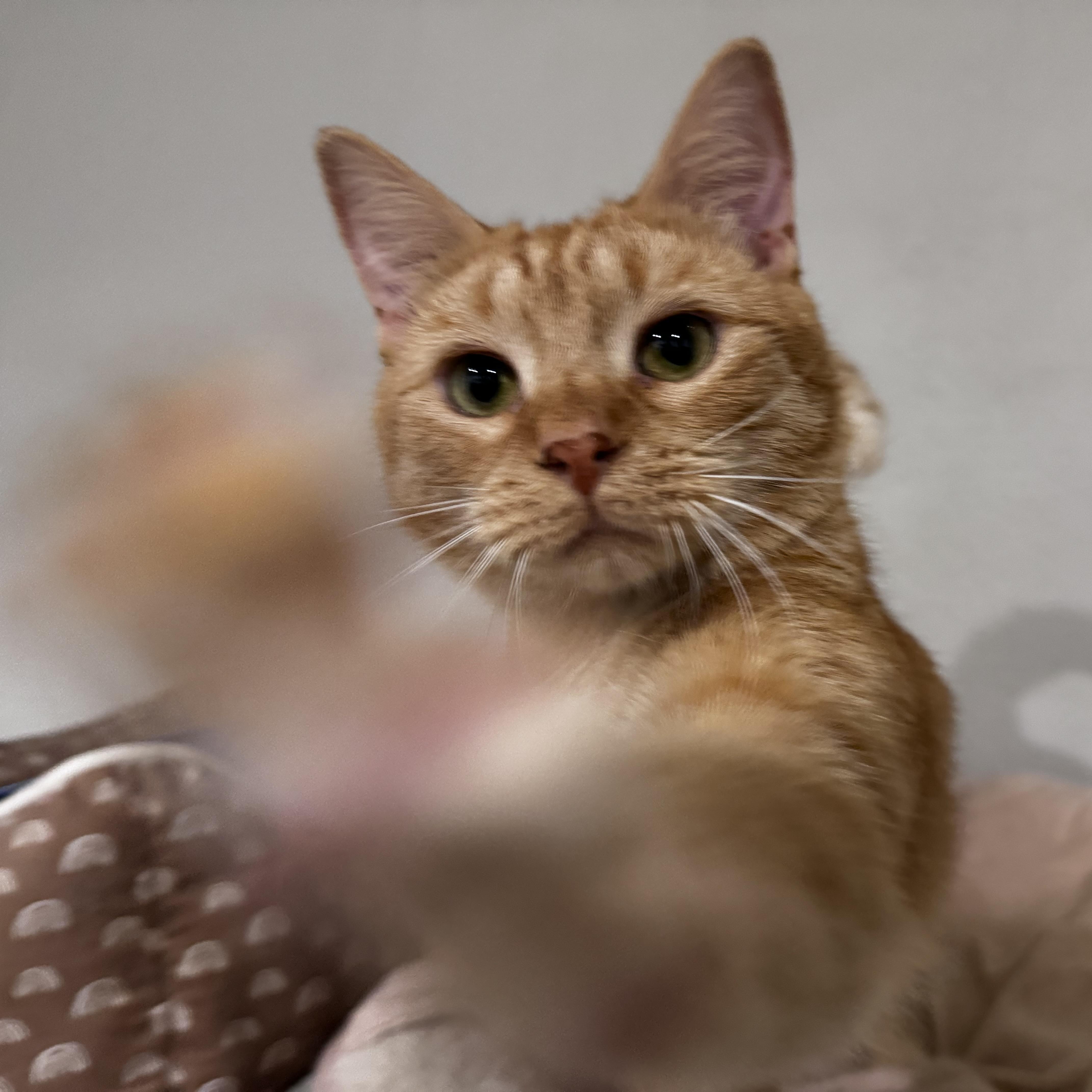 Enlarge Cowboy, a ADOPTABLE mixed breed in Pembroke Pines, FL image 2/3