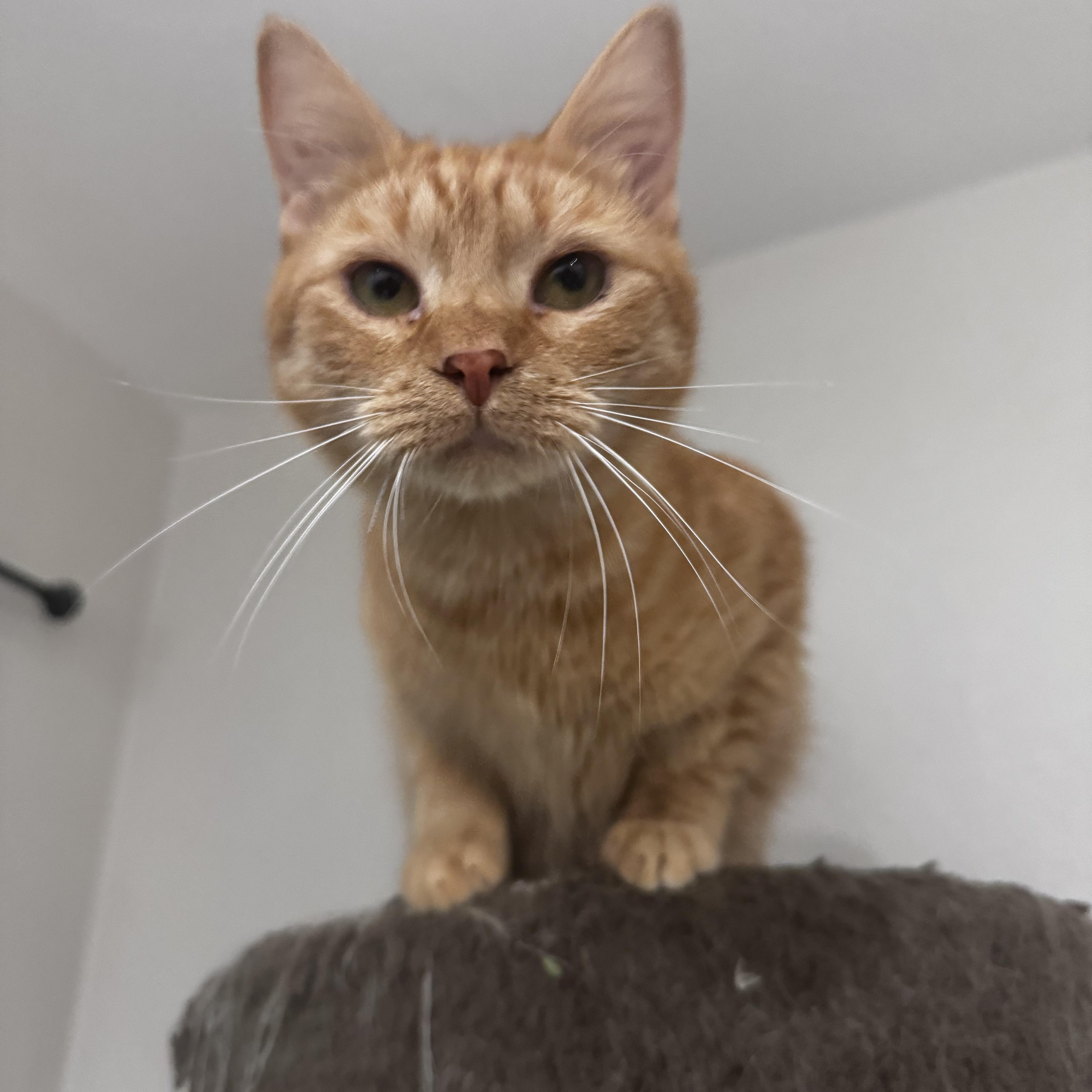 Enlarge Cowboy, a ADOPTABLE mixed breed in Pembroke Pines, FL image 3/3